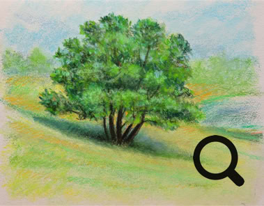 Tree Study Near Massanutten